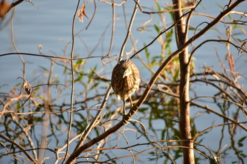 The Indian pond heron or paddybird is a small heron. It is of Old World origins, breeding in southern Iran and east to the Indian subcontinent, Burma, and Sri Lanka.