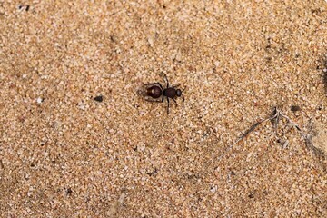 Velvet Ant (Ephutomorpha ferruginata) in defensive pose, South Australia