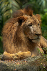 Portrait of an African Lion from Singapore Zoo