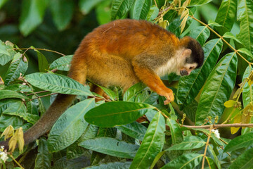 close-up of a squirrel monkey in a bush at the riverformt in dominical costa rica