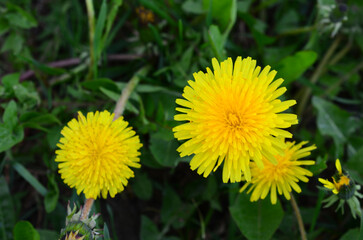 a bunch of yellow dandelions on the meadow top view  