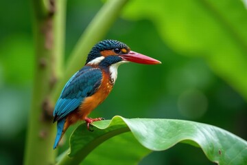 Fototapeta premium Vibrant kingfisher perched on banana tree leaf, bird, blue