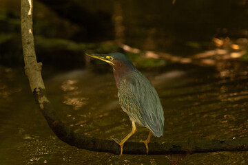 close-up of a green heron at het riverfront in dominical costa rica