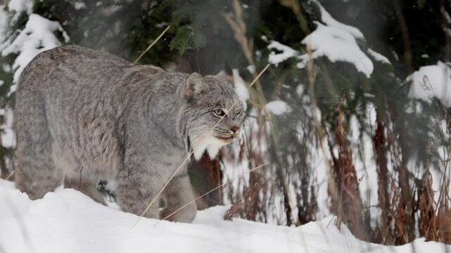 Canadian Lynx - Wild Cat In Whitehorse, Yukon, Canada. - closeup shot