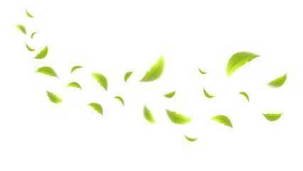 Flying leaves design, suitable for design elements on white background with clipping path
