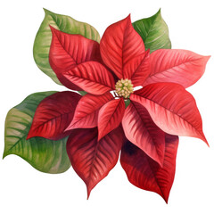 Obraz premium Vibrant Red Poinsettia Flower with Lush Green Leaves