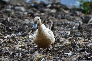 Indian Runners are a breed of Anas platyrhynchos domesticus, the domestic duck. They stand erect like penguins and, rather than waddling, they run. The females can lay as many as 300 to 350 eggs a yea