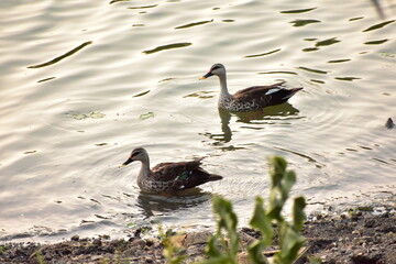 The Indian spot-billed duck is a species of large dabbling duck that is a non-migratory breeding duck throughout freshwater wetlands in the Indian subcontinent. 