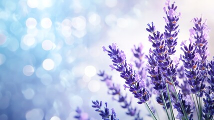 Obraz premium A soft lavender and teal bokeh composition, radiating calmness and serenity