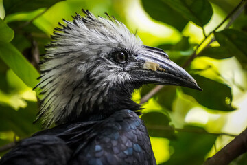 Western long-tailed hornbill Portrait
