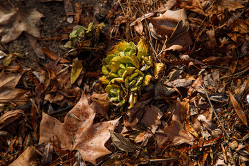 leaves on the ground