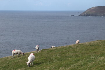 Fototapeta premium sheep on the hill