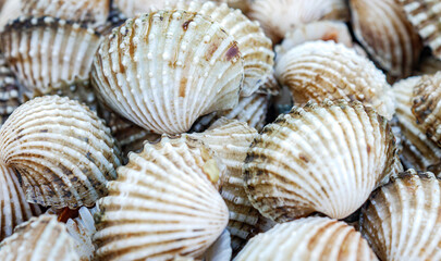 Close up of Cockle shell , abstrac cockling background cockles, fresh food