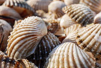 Close up of Cockle shell , abstrac cockling background cockles, fresh food