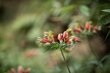 Flowers garden blur bokeh fresh 