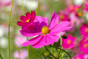 Obraz premium 鮮やかな赤紫色のコスモスの花