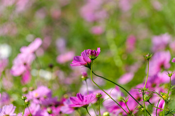 光の中で輝くピンクのコスモス