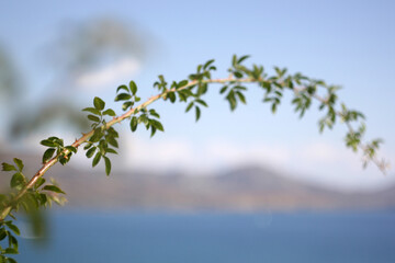 branch of a tree in spring