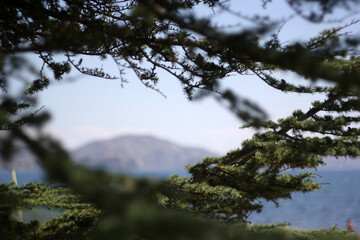 trees in the mountains