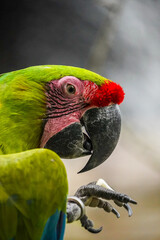 Close up of a Macaw