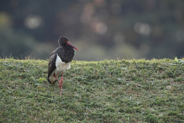 The black stork (Ciconia nigra) is a large bird in the stork family Ciconiidae. This photo was taken in Japan.