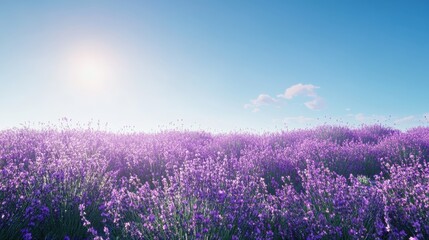 Obraz premium Lavender Field in Full Bloom Under Soft Sunlight and Clear Blue Sky