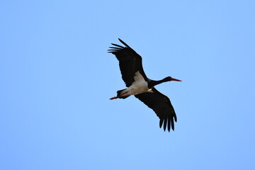 The black stork (Ciconia nigra) is a large bird in the stork family Ciconiidae. This photo was taken in Japan.