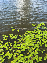 Green leaves of water lily. Summer natural composition.