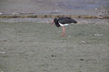 The black stork (Ciconia nigra) is a large bird in the stork family Ciconiidae. This photo was taken in Japan.