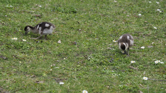 Wilde Enten auf einer Wiese 
