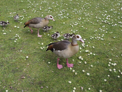 Wilde Enten auf einer Wiese 