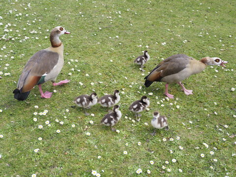 Wilde Enten auf einer Wiese 