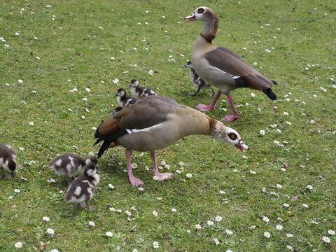 Wilde Enten auf einer Wiese 