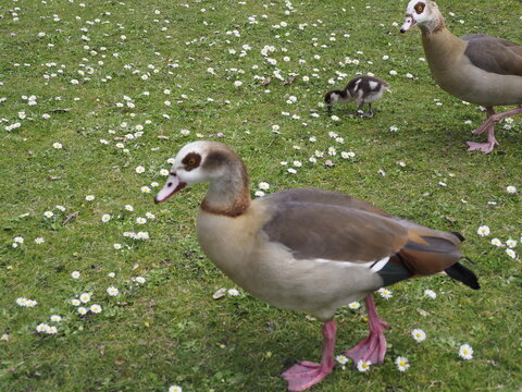 Wilde Enten auf einer Wiese 