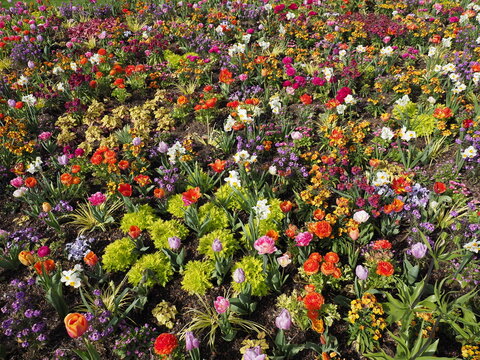 Sch&ouml;nes Blumenbeet