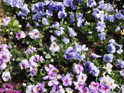 Sch&ouml;nes Blumenbeet