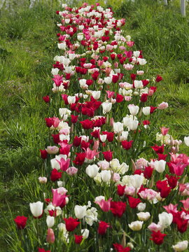 Sch&ouml;nes Blumenbeet