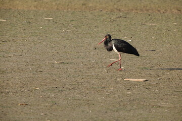 The black stork (Ciconia nigra) is a large bird in the stork family Ciconiidae. This photo was taken in Japan.