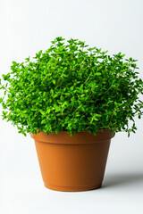 Fototapeta premium Fresh thyme plant in brown pot, vibrant green leaves, isolated background