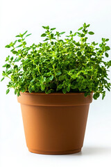 Fototapeta premium Fresh thyme plant in brown pot, perfect for cooking and decoration