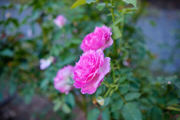 優雅に咲くピンクのバラ