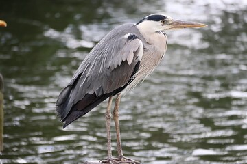 grey heron (Ardea cinerea)