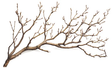 Bare tree branch with small buds isolated on white background.