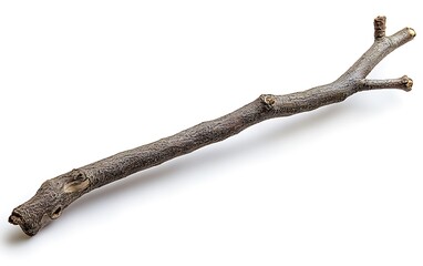 Fototapeta premium Single brown tree branch isolated on white background.