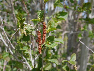 Closeup of Thinlead Alder flowers, Colorado