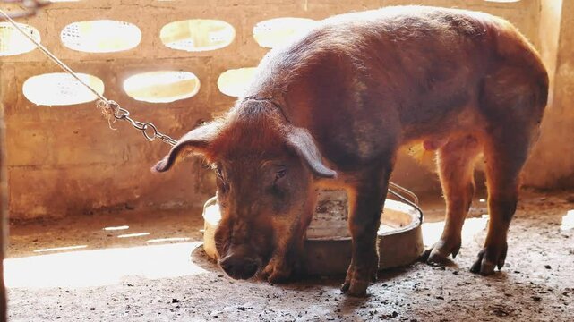 Breed big black pig in the pigsty