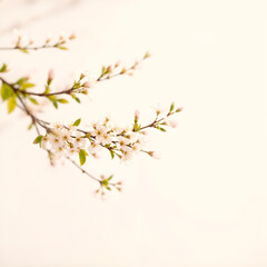 Obraz premium Beautiful blooming pink cherry blossoms on a bright white background, capturing spring's essence and purity. Generative AI