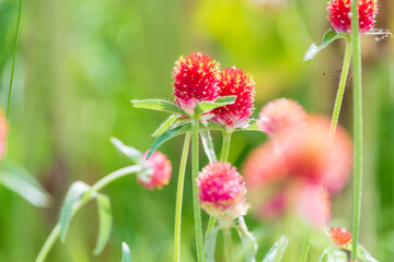 緑の中に映える赤いセンニチコウ