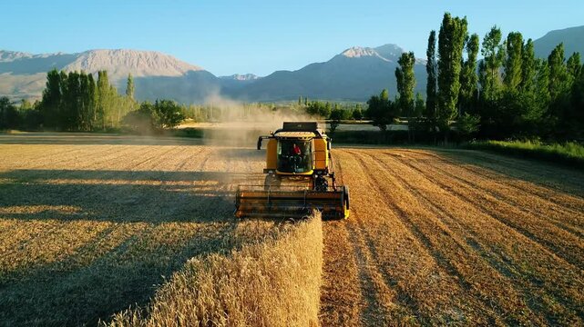 At sunset, a combine harvester works in a wheat field, collecting golden wheat while a cloud of dust rises behind it. The harvested wheat is transferred to the compartment at the back of the machine.