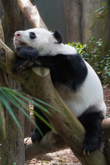 Obraz premium Giant Panda sleeping